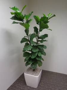   &raquo; Click to zoom ->