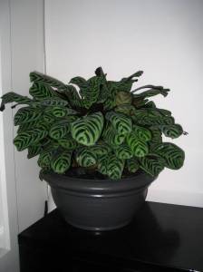   &raquo; Click to zoom ->