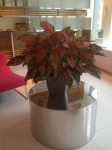   &raquo; Click to zoom ->