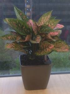   &raquo; Click to zoom ->