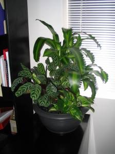   &raquo; Click to zoom ->