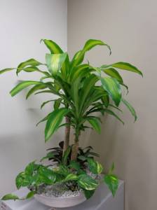   &raquo; Click to zoom ->