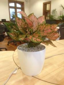   &raquo; Click to zoom ->