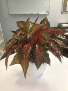   &raquo; Click to zoom ->