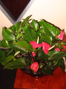   &raquo; Click to zoom ->