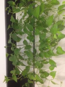   &raquo; Click to zoom ->