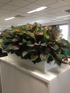   &raquo; Click to zoom ->