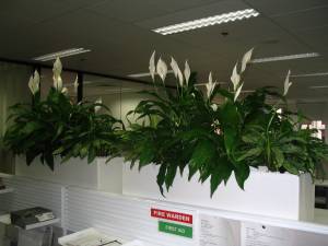   &raquo; Click to zoom ->