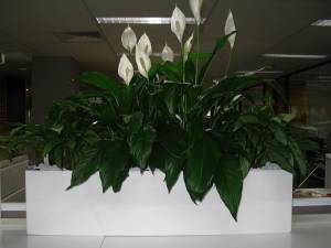   &raquo; Click to zoom ->