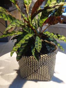   &raquo; Click to zoom ->