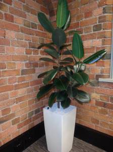   &raquo; Click to zoom ->